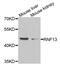 Ring Finger Protein 13 antibody, MBS9128250, MyBioSource, Western Blot image 