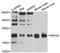 RAP2A, Member Of RAS Oncogene Family antibody, MBS127415, MyBioSource, Western Blot image 