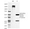 Paired Box 8 antibody, 33-766, ProSci, Western Blot image 