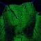 Gamma-Aminobutyric Acid Type A Receptor Alpha3 Subunit antibody, NBP1-87499, Novus Biologicals, Immunofluorescence image 