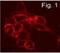Sphingosine-1-Phosphate Receptor 1 antibody, NB120-11424, Novus Biologicals, Immunofluorescence image 