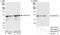 Cleavage And Polyadenylation Specific Factor 2 antibody, A301-583A, Bethyl Labs, Immunoprecipitation image 