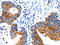 C-Type Lectin Domain Containing 7A antibody, CSB-PA126836, Cusabio, Immunohistochemistry frozen image 