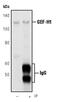 Rho/Rac Guanine Nucleotide Exchange Factor 2 antibody, MA5-15027, Invitrogen Antibodies, Immunoprecipitation image 