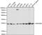 Rho GDP Dissociation Inhibitor Alpha antibody, 15-006, ProSci, Western Blot image 