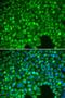 NFKB Inhibitor Alpha antibody, LS-C746897, Lifespan Biosciences, Immunofluorescence image 