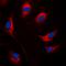 Suppressor Of Cytokine Signaling 1 antibody, orb224046, Biorbyt, Immunocytochemistry image 