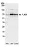 TRAF-Type Zinc Finger Domain Containing 1 antibody, A304-674A, Bethyl Labs, Western Blot image 