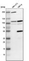 Programmed Cell Death 6 Interacting Protein antibody, PA5-52873, Invitrogen Antibodies, Western Blot image 