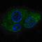 FASN antibody, LS-B3636, Lifespan Biosciences, Immunofluorescence image 