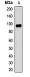 Programmed Cell Death 6 Interacting Protein antibody, LS-C668733, Lifespan Biosciences, Western Blot image 