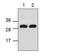 Autophagy Related 16 Like 1 antibody, GTX59643, GeneTex, Western Blot image 