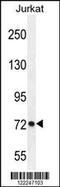 Protocadherin Gamma Subfamily C, 3 antibody, 55-054, ProSci, Western Blot image 