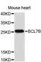 BCL7B, CT antibody, STJ26603, St John
