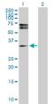 HDGF Like 3 antibody, H00050810-D01P, Novus Biologicals, Western Blot image 