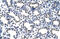 POP4 Homolog, Ribonuclease P/MRP Subunit antibody, 29-388, ProSci, Immunohistochemistry frozen image 