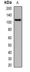 Glutamate Ionotropic Receptor Delta Type Subunit 1 antibody, abx225201, Abbexa, Western Blot image 