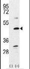 Bone Morphogenetic Protein 7 antibody, PA5-11720, Invitrogen Antibodies, Western Blot image 