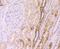 Frizzled Class Receptor 8 antibody, NBP2-75493, Novus Biologicals, Immunohistochemistry paraffin image 