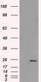 Hydroxysteroid 17-Beta Dehydrogenase 10 antibody, GTX84347, GeneTex, Western Blot image 