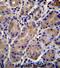 Potassium Voltage-Gated Channel Subfamily J Member 13 antibody, abx026772, Abbexa, Immunohistochemistry paraffin image 