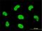HDGF Like 3 antibody, H00050810-M01, Novus Biologicals, Immunocytochemistry image 