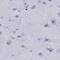 Stromal Antigen 3 antibody, NBP2-38851, Novus Biologicals, Immunohistochemistry paraffin image 