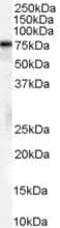 Heat Shock Protein Family A (Hsp70) Member 8 antibody, PA5-18537, Invitrogen Antibodies, Western Blot image 