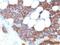 Parathyroid Hormone antibody, NBP2-48386, Novus Biologicals, Immunohistochemistry paraffin image 