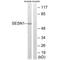 Sestrin 1 antibody, A05559, Boster Biological Technology, Western Blot image 