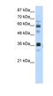 RNA Pseudouridine Synthase Domain Containing 2 antibody, NBP1-80477, Novus Biologicals, Western Blot image 