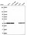 Fructosamine 3 Kinase Related Protein antibody, PA5-66002, Invitrogen Antibodies, Western Blot image 