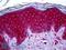 c-Kit antibody, LS-B6060, Lifespan Biosciences, Immunohistochemistry frozen image 