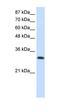 Aminoacyl TRNA Synthetase Complex Interacting Multifunctional Protein 1 antibody, orb324873, Biorbyt, Western Blot image 