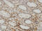 Selenophosphate Synthetase 2 antibody, LS-C133693, Lifespan Biosciences, Immunohistochemistry frozen image 