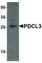 Phosducin-like protein 3 antibody, LS-B12151, Lifespan Biosciences, Western Blot image 