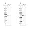 Epoxide Hydrolase 1 antibody, NBP2-38594, Novus Biologicals, Western Blot image 