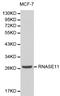Ribonuclease A Family Member 11 (Inactive) antibody, LS-C192364, Lifespan Biosciences, Western Blot image 