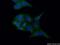 Oxysterol Binding Protein antibody, 11096-1-AP, Proteintech Group, Immunofluorescence image 