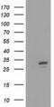 Four And A Half LIM Domains 1 antibody, MA5-25135, Invitrogen Antibodies, Western Blot image 