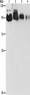 Epidermal Growth Factor Receptor Pathway Substrate 15 Like 1 antibody, TA349559, Origene, Western Blot image 