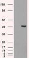 Interferon Regulatory Factor 3 antibody, NBP1-47812, Novus Biologicals, Western Blot image 