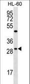 FMR1 Neighbor antibody, LS-C166193, Lifespan Biosciences, Western Blot image 
