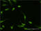 Homogentisate 1,2-Dioxygenase antibody, LS-C197407, Lifespan Biosciences, Immunofluorescence image 