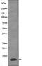 Phosphodiesterase 6G antibody, PA5-64700, Invitrogen Antibodies, Western Blot image 