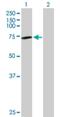 Glucosamine (UDP-N-Acetyl)-2-Epimerase/N-Acetylmannosamine Kinase antibody, H00010020-D01P, Novus Biologicals, Western Blot image 