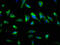 Synaptoporin antibody, CSB-PA023023LA01HU, Cusabio, Immunofluorescence image 