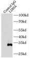 Lactate Dehydrogenase A antibody, FNab04735, FineTest, Immunoprecipitation image 