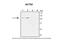 Actinin Alpha 1 antibody, 27-160, ProSci, Enzyme Linked Immunosorbent Assay image 