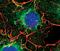 LIM Domain Containing Preferred Translocation Partner In Lipoma antibody, MA5-14786, Invitrogen Antibodies, Immunofluorescence image 